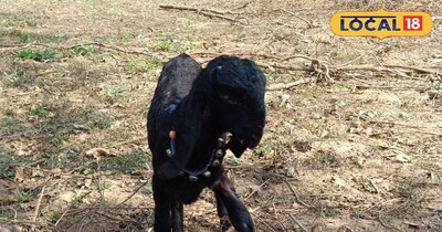 बकरी नहीं... यह है कमाई का खजाना!