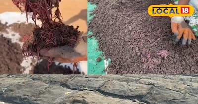 वर्मी कम्पोस्ट खाद 