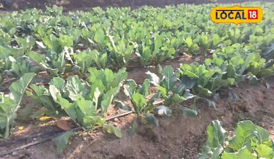 खेती-बाड़ी से महज 90 दिनों में खेतों से कमाए लाखों रुपए जानिए तरीका <br><br>दिलख