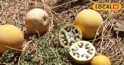 इंद्रायण या तुम्बा 