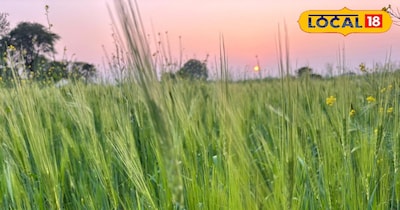 इस तरह से गेहूं का दाना मोटा बनेगा.