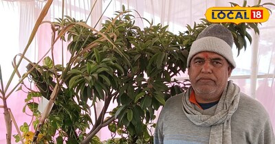 लगभग तीन साल पूरानी है और उसमे फल भी आना शुरु हो गया है. 