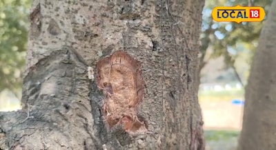 यह पेड़ नहीं खजाना है, डाल से लेकर छाल तक बिकती है हजारों में, चाहे तो सब्जी में