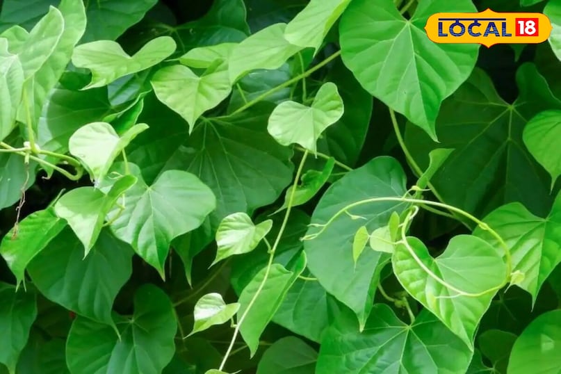 মোরাদাবাদ খবর, হিন্দি খবর, আপ খবর, স্থানীয় খবর, মোরাদাবাদ খবর, হিন্দি খবর, ইউপি খবর, স্থানীয় খবর। 