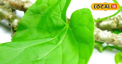 गिलोय सेहत के लिए होती है फायदेमंद।