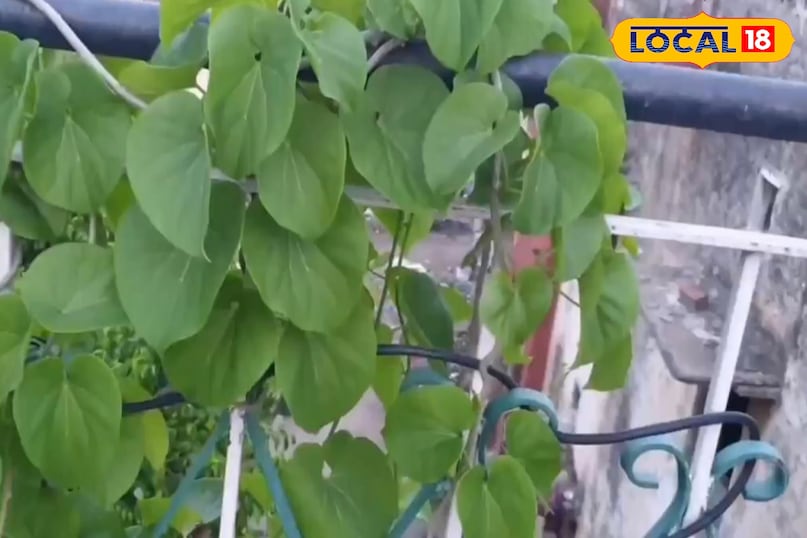 মোরাদাবাদ খবর, হিন্দি খবর, আপ খবর, স্থানীয় খবর, মোরাদাবাদ খবর, হিন্দি খবর, ইউপি খবর, স্থানীয় খবর। 