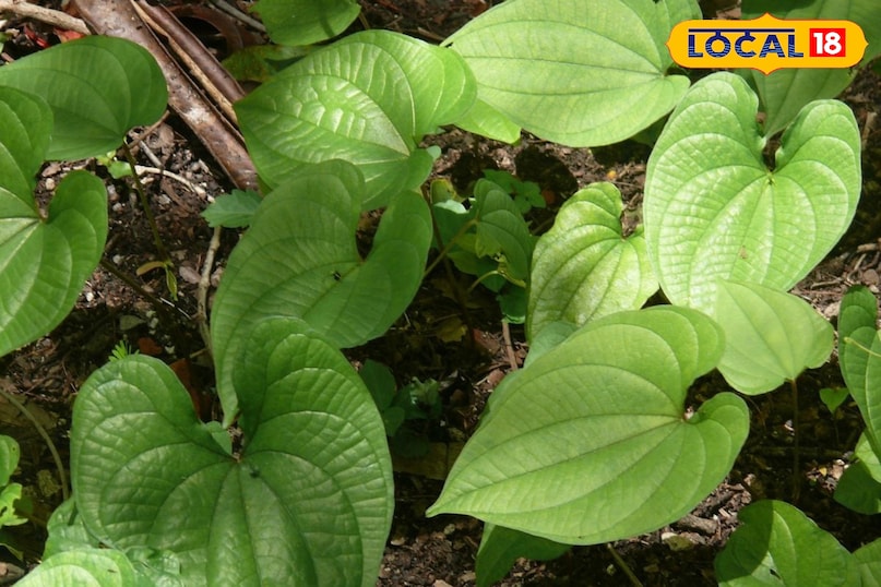 মোরাদাবাদ খবর, হিন্দি খবর, আপ খবর, স্থানীয় খবর, মোরাদাবাদ খবর, হিন্দি খবর, ইউপি খবর, স্থানীয় খবর। 