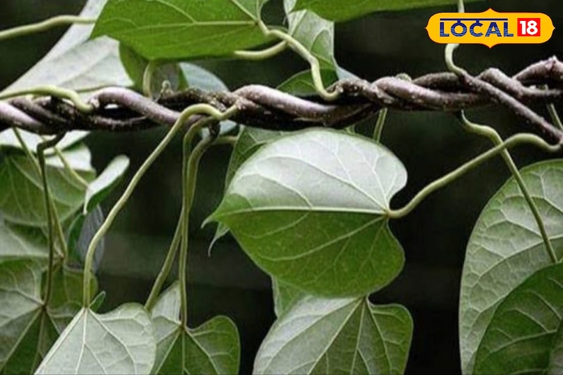 মোরাদাবাদ খবর, হিন্দি খবর, আপ খবর, স্থানীয় খবর, মোরাদাবাদ খবর, হিন্দি খবর, ইউপি খবর, স্থানীয় খবর। 