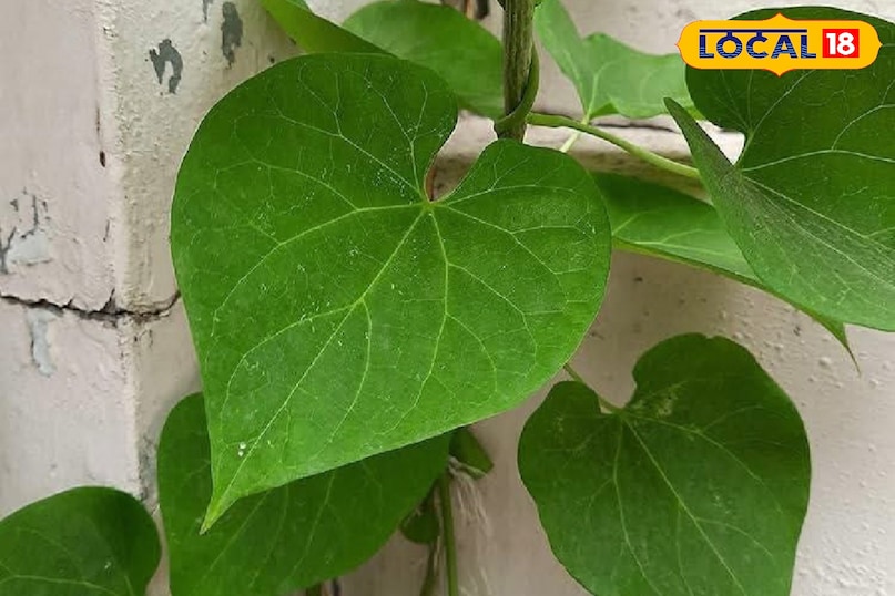 মোরাদাবাদ খবর, হিন্দি খবর, আপ খবর, স্থানীয় খবর, মোরাদাবাদ খবর, হিন্দি খবর, ইউপি খবর, স্থানীয় খবর। 