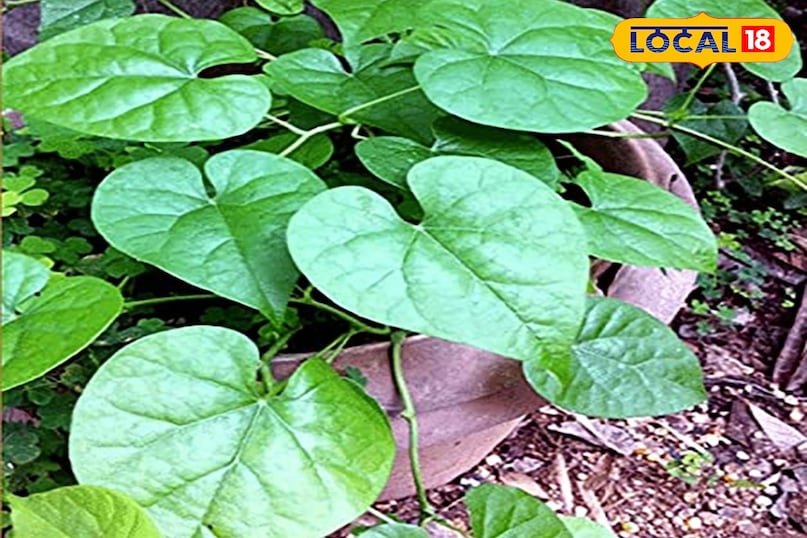 মোরাদাবাদ খবর, হিন্দি খবর, আপ খবর, স্থানীয় খবর, মোরাদাবাদ খবর, হিন্দি খবর, ইউপি খবর, স্থানীয় খবর।