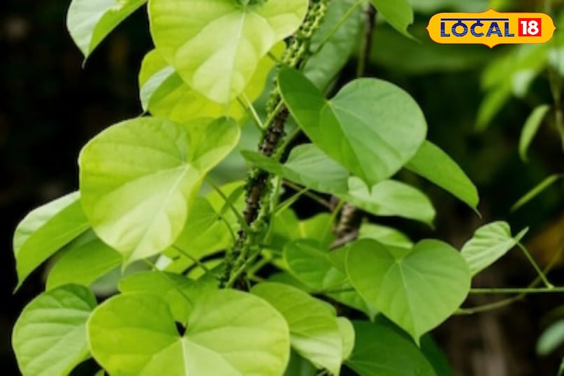 মোরাদাবাদ খবর, হিন্দি খবর, আপ খবর, স্থানীয় খবর, মোরাদাবাদ খবর, হিন্দি খবর, ইউপি খবর, স্থানীয় খবর।