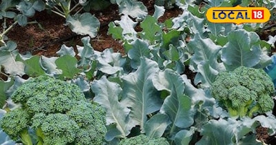 ब्रोकली की फसल