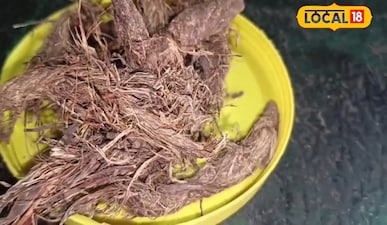 जटामांसी 