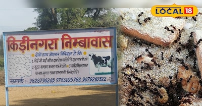 निम्बावास का कीड़ी नगरा :150 बीघा में बसी एशिया की सबसे बड़ी चींटी कॉलोनी....