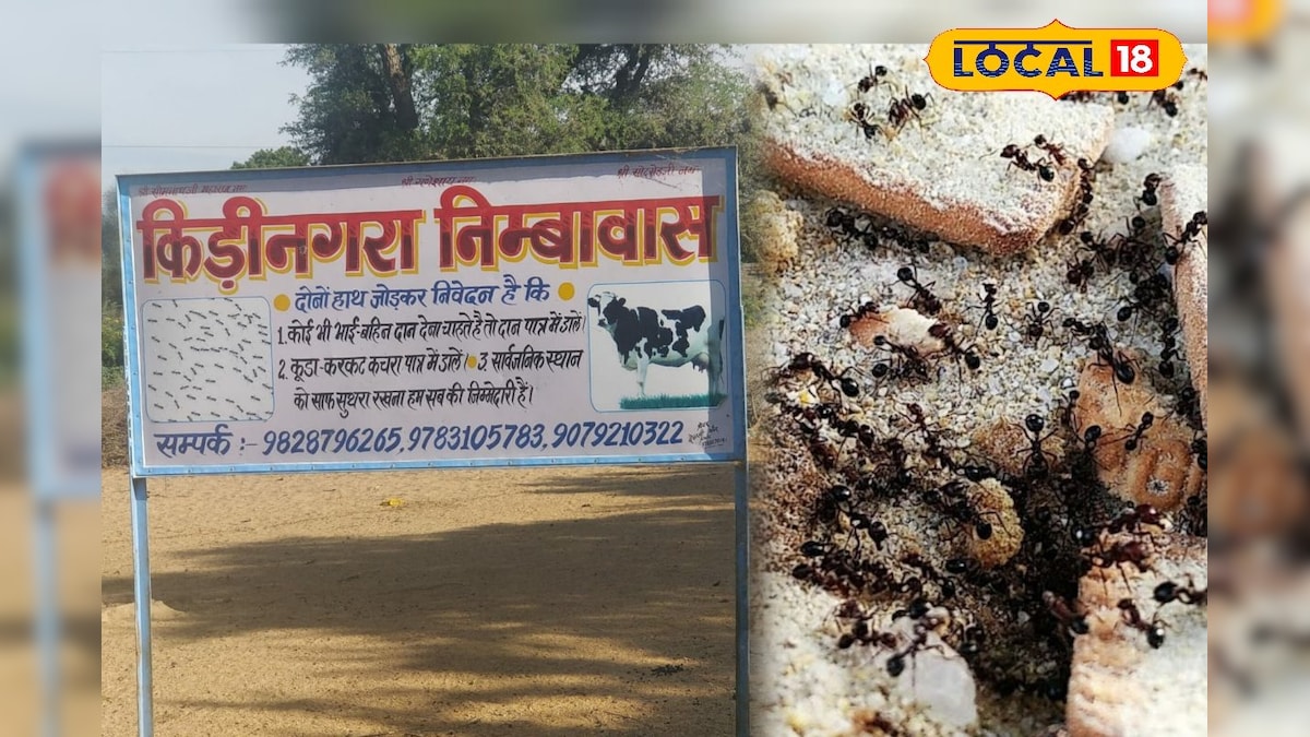 रेत के समंदर में आस्था का शहर - जालोर का ‘कीड़ी नगरा’ जहां करोड़ों चींटियों का बसता है संसार, देखें वीडियो