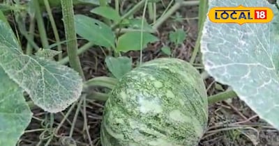 कद्दू की ये किसमी में कम समय में हो जाती है