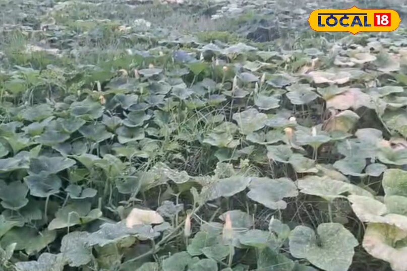 देसी कद्दू