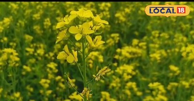 सरसों के फूल