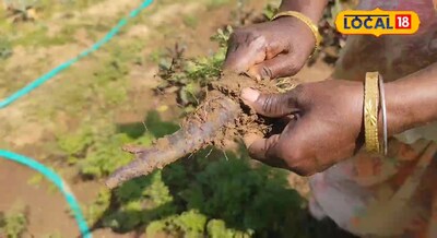 Agri News- साधारण छोड़िए और अब उगाइये अमीरों की पसंद काला गाजर, कहते हैं प्रीमिय