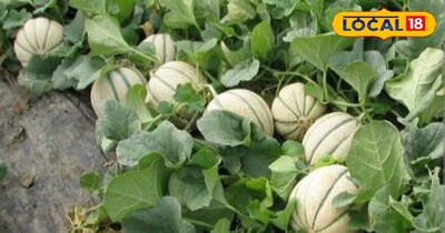 Melon Farming! A Complete Guide to Earning Big Profits in 60 Days