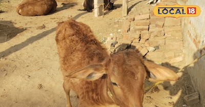 गाय भैंस के बछरे की तंदरुस्ती के लिए अपनाये ये घरेलू नुशखे