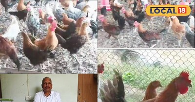 बैकयार्ड कुक्कुट पालन से बढ़ेगी किसानों की आय