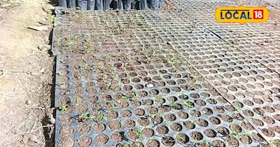 पपीता के बीज के खेती से किसान हो रहे है मालामाल 