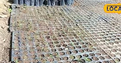 पपीता बीज से तिजोरी भरिए! किसान धर्मेंद्र सिंह ने 60 दिनों में कमाए लाखों