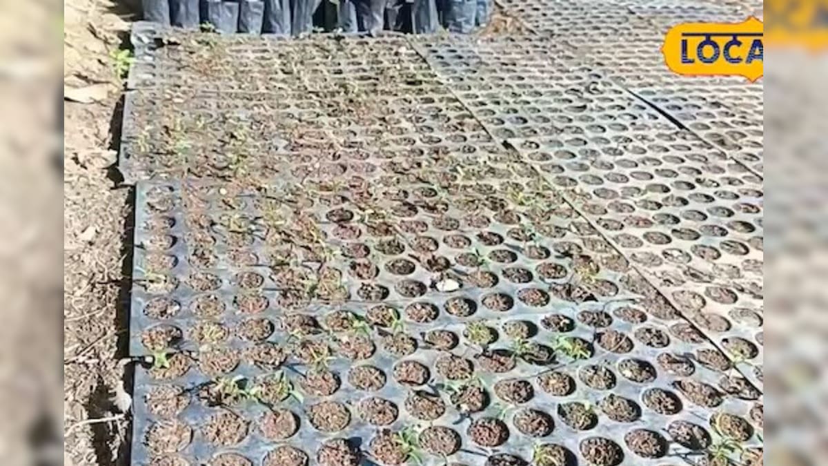 Video: पपीता खाइए, बीज से तिजोरी भरिए! ₹1500 किलो बिक रहा है वेस्ट, 60 दिनों में किसान मालामाल