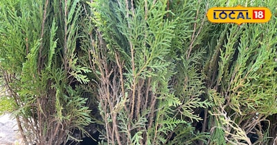 मोरपंखी की हरियाली वापस पाने के लिए अपनाएं ये आसान घरेलू नुस्खे.