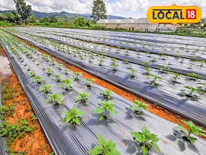 रोहतास में किसानों को 50% अनुदान: प्लास्टिक मल्चिंग से बढ़ेगी फसल की पैदावार.