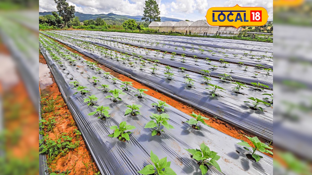 मिट्टी पर बिछी चादर बदलेगी किस्मत, मल्चिंग के इस विधि से खेत उगलेगा सोना! किसानों को मिलेगा 50% अनुदान