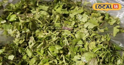 घर में उगाएं हरा धनिया 