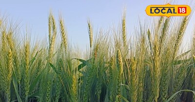 गेंहू की खेती में ध्यान रखने वाली बातें 