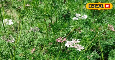 धनिया की खेती 