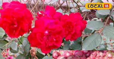 गुलाब के पौधे की देखभाल 