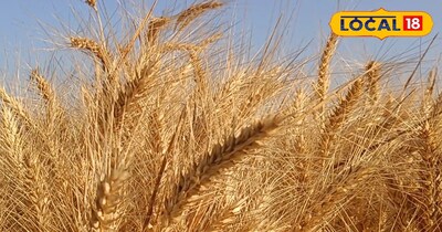 गेहूं का बीज कैसे बनाएं 