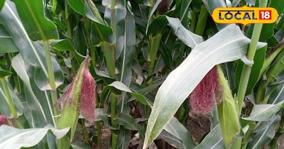 मक्के की बाजार में साल के 12 महीने रहती है