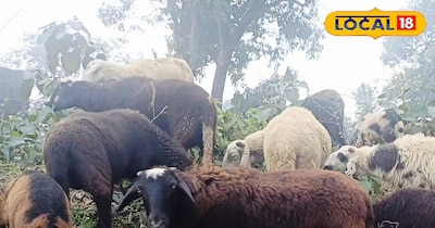 6 भेड़ों से शुरू किया काम, आज 35 देसी भेड़ों से लाखों की कमाई, घी-बच्चे और भेड़