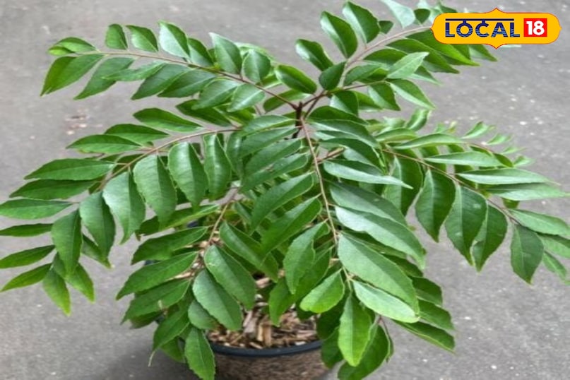 কারি পাতা 