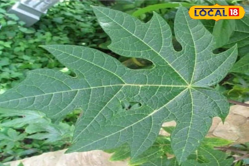 পেঁপে পাতা 