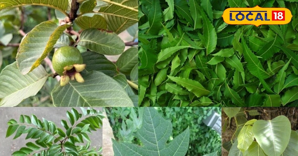 ये हैं आयुर्वेद के चमत्कारी पत्ते, सांस, पाचन, खून और त्वचा की समस्याओं में हैं रामबाण, जानें सेवन का तरीका