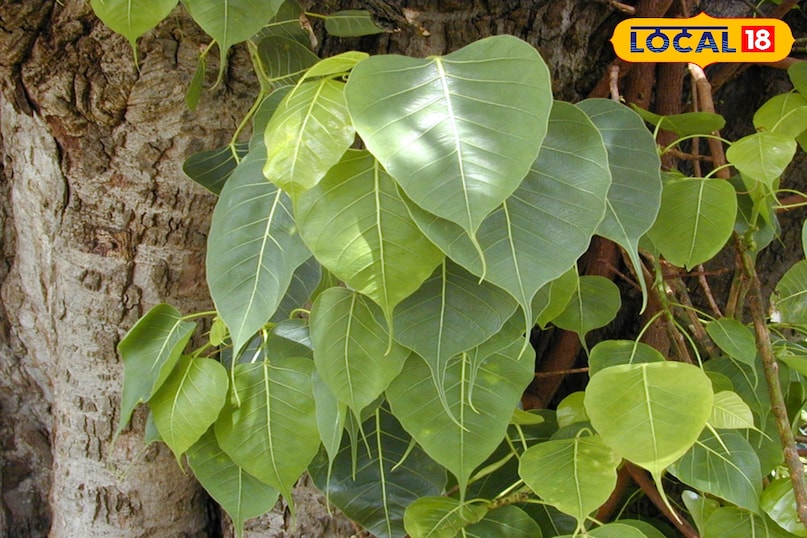 পিপল পাতা 