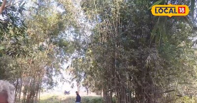 एक बार की लगाएंगे तों ज़िन्दगी के सालों तक पैसा ही पैसा! इस खेती से मालामाल बना