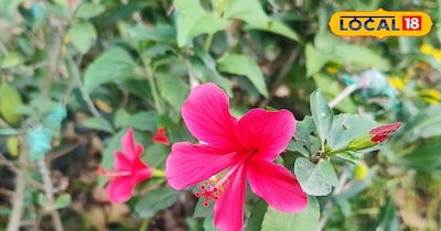 गुड़हल पौधे की तस्वीर