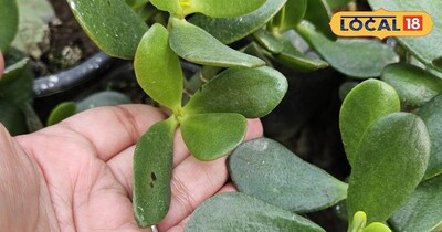 गलत दिशा में रखा लक्ष्मी कुबेर पौधा घर की सुख-समृद्धि पर डाल सकता है बुरा असर.