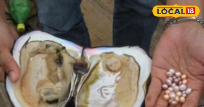 मौका महीना लाखों रुपए कमाने का , कल से मिलेगा मोती पालन की फ्री ट्रेनिंग <br>