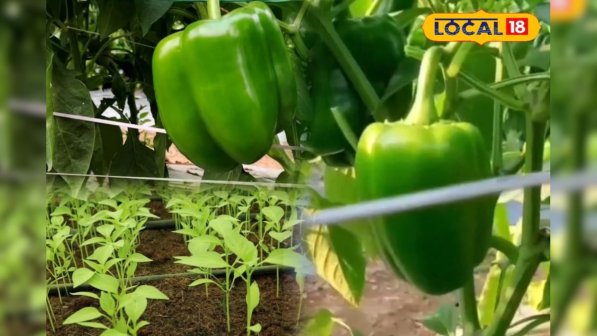 कम लागत, तगड़ा मुनाफा! शिमला मिर्च की खेती से किसानों की बदलेगी किस्मत, हर सीजन देगा बंपर फायदा