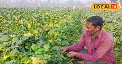 कम समय, ज्यादा कमाई वाली फसल बनी जुकीनी, सेहत के साथ बाजार में भी जबरदस्त डिमांड