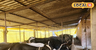 डेयरी बिजनेस से मुनाफा 